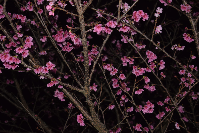 下を向いて花が開く寒緋桜。濃いピンク色をしている