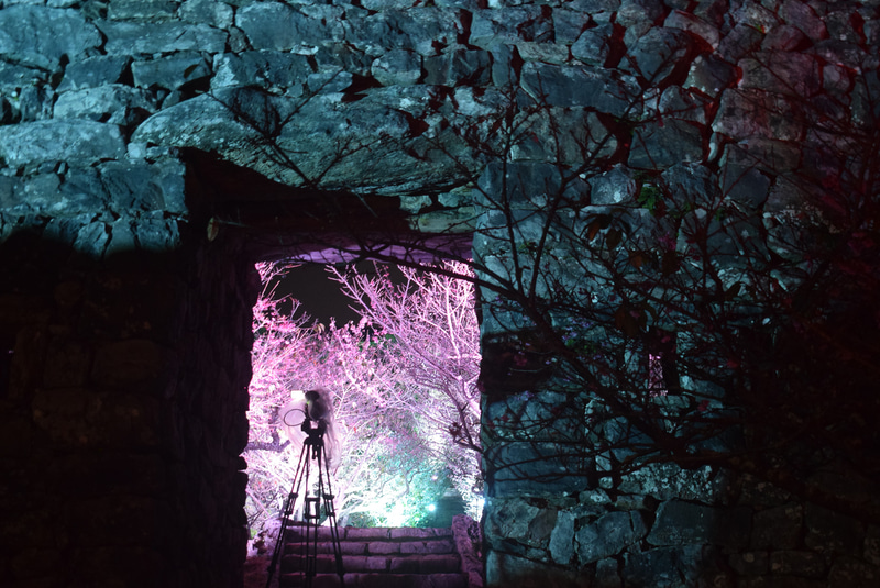 平郎門から桜並木を望む