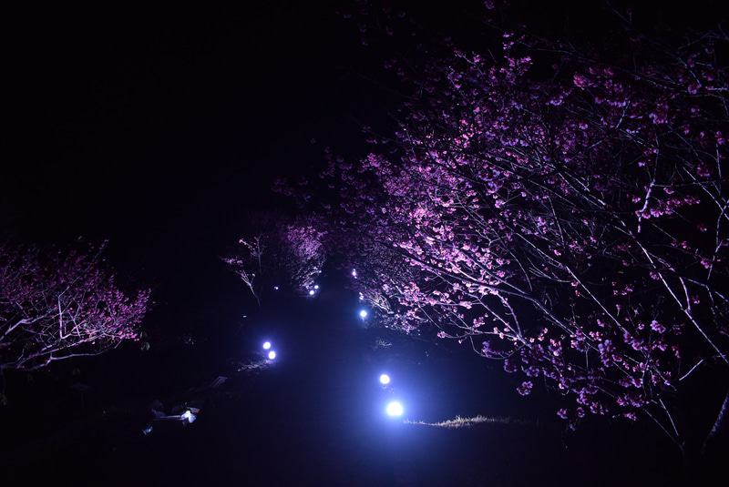 光の色の移り変わりも楽しめた今回のライトアップ。白い光から……
