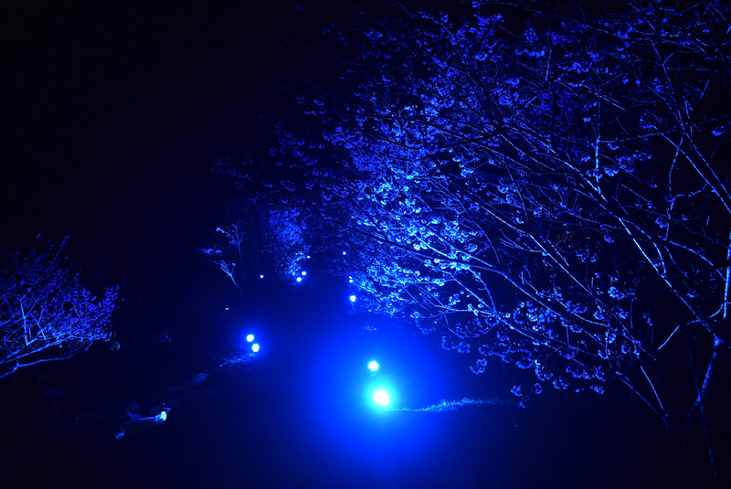 幻想的な青い光へ
