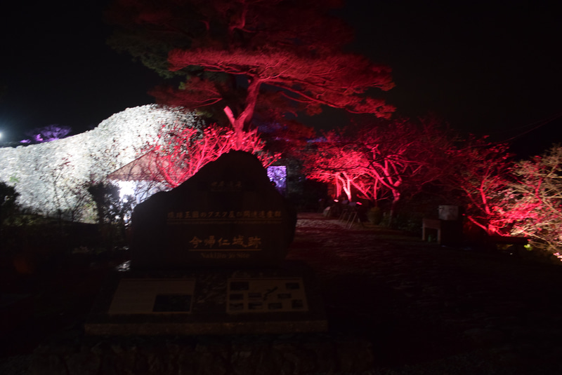 赤い光でライトアップされた桜