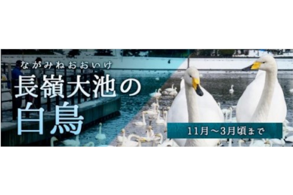 長嶺大池の白鳥