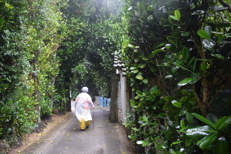今泊集落のフクギ屋敷林