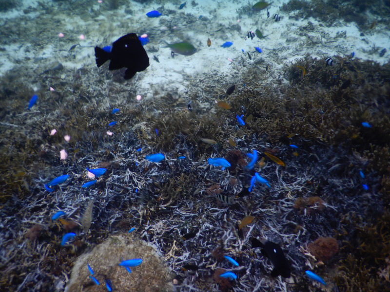 カヤック体験中にマツさんが撮影した水中の様子。サンゴや鮮やかな魚がすぐそこに