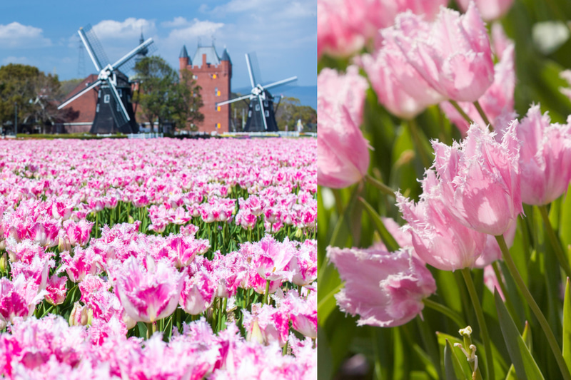 バスチオンに10万本咲く「ハウステンボス」品種