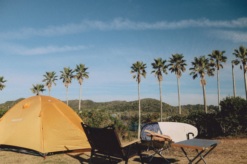 ヤシの木のある芝生を駆け回れる