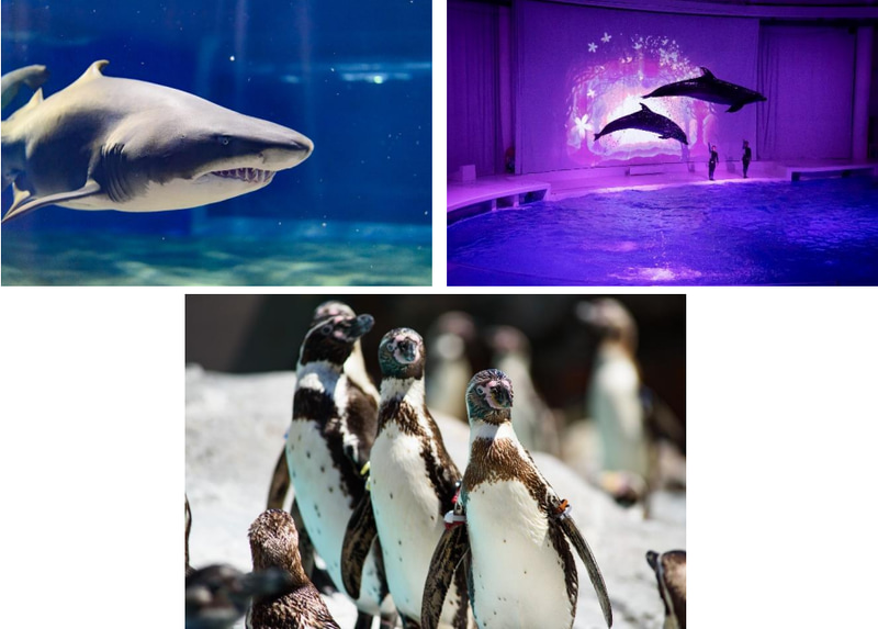 アクアワールド・大洗で撮った写真のフォトコンテスト