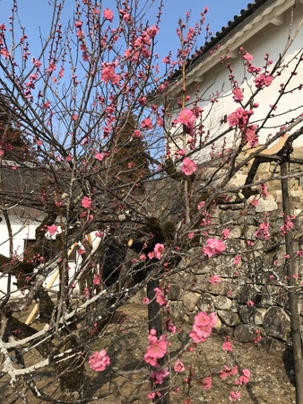 馬屋は8分咲き（3月11日撮影）