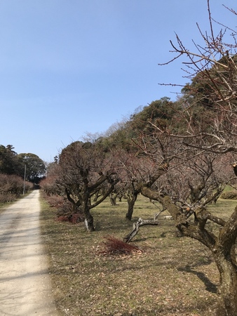 梅林は今から（3月11日撮影）