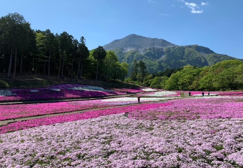 羊山公園 芝桜の丘