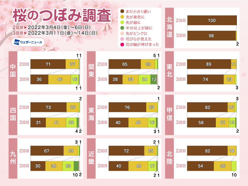 桜のつぼみ調査