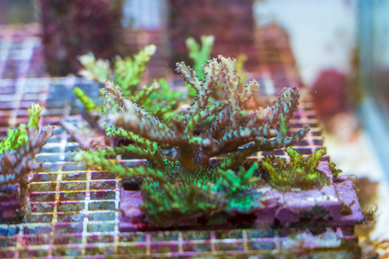 ブルーマリンから見たエダミドリイシサンゴ。これは生まれて1～3年のものだそう