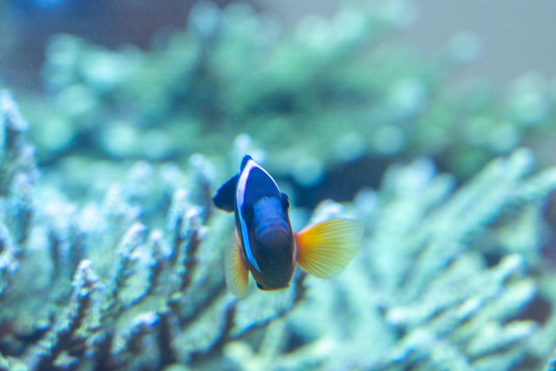 クマノミなどの熱帯魚が泳ぐ水槽やタッチプールなども