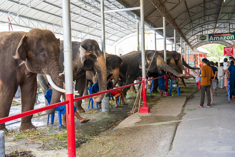 ゾウに乗るアトラクションを楽しんでいた観光客が減ってしまい現在失業中だというゾウ達がたくさん。エサを購入して餌やり体験ができます