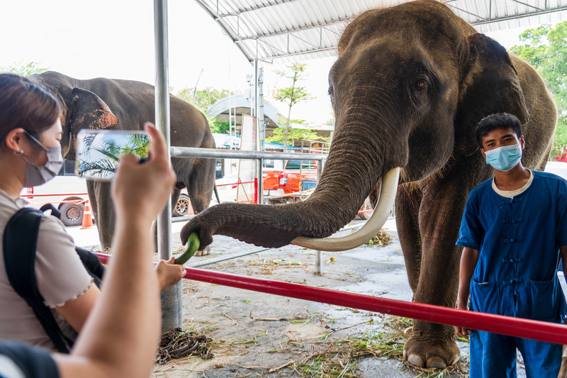 ゾウに乗るアトラクションを楽しんでいた観光客が減ってしまい現在失業中だというゾウ達がたくさん。エサを購入して餌やり体験ができます