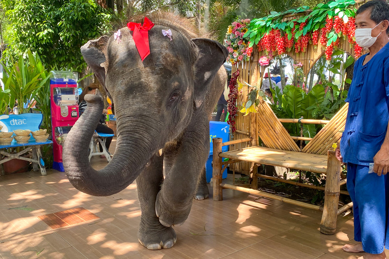 かわいい子ゾウは並んで一緒に写真が撮れます（50バーツ、約185円）