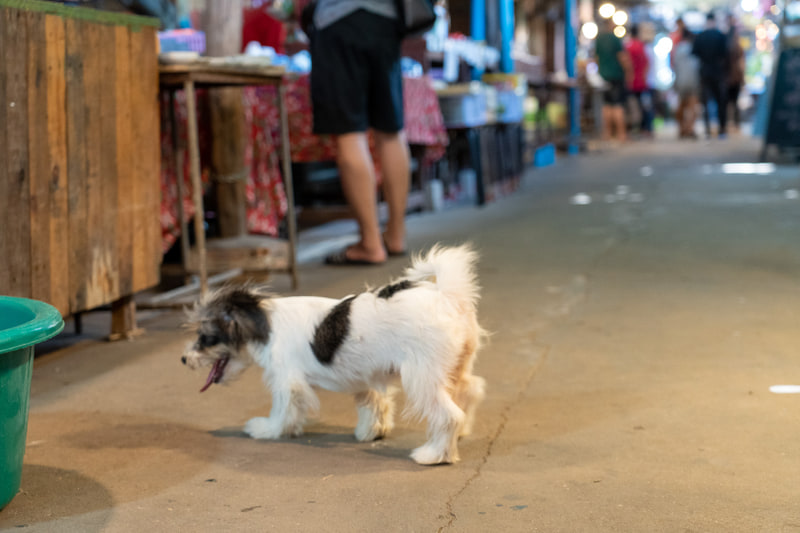 かわいいワンコも
