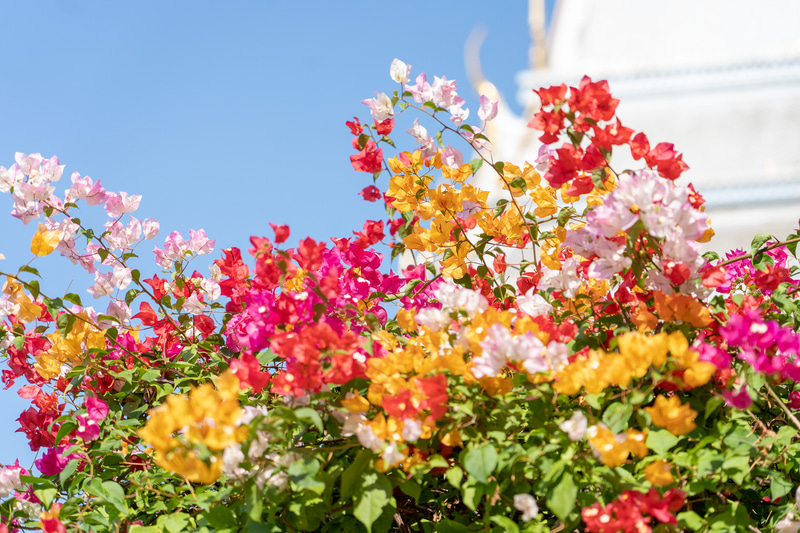 ブーゲンビリアが美しくて純白の建物とのコントラストが印象的でした