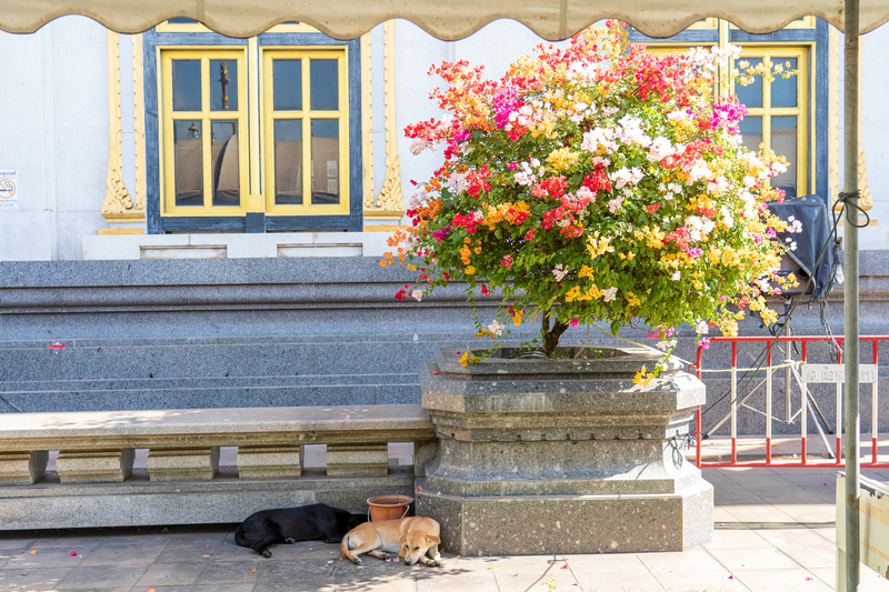 ブーゲンビリアが美しくて純白の建物とのコントラストが印象的でした