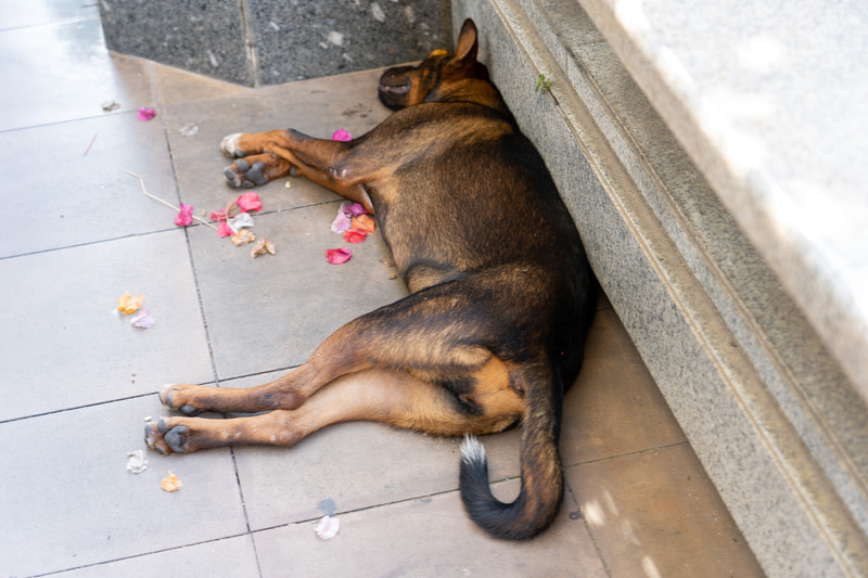 そして下の木陰には暑さをしのぐワンコたち。タイ語で「犬」は”マー”と言います