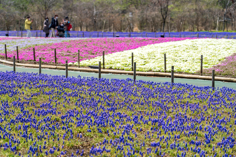 ムスカリやレンギョウ、クリンソウなどの芝桜以外の花も