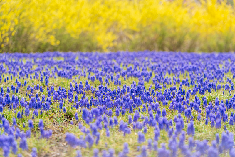 ムスカリやレンギョウ、クリンソウなどの芝桜以外の花も