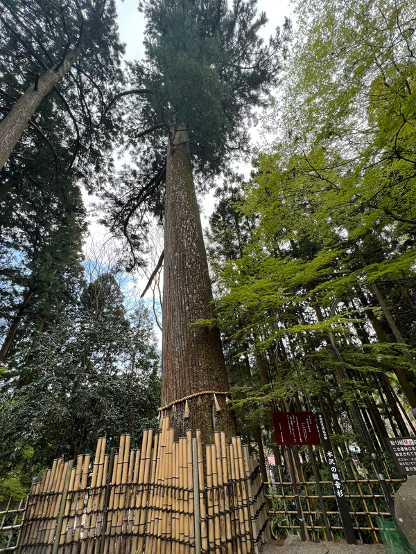 樹齢700年の水沢観音杉
