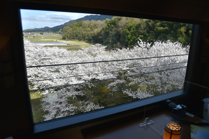 車窓からの眺めも桜が満開の時期は目が離せない