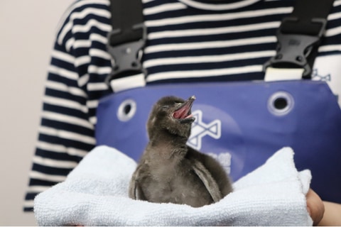 すみだ水族館、赤ちゃんペンギン「だいふく」誕生 - トラベル Watch