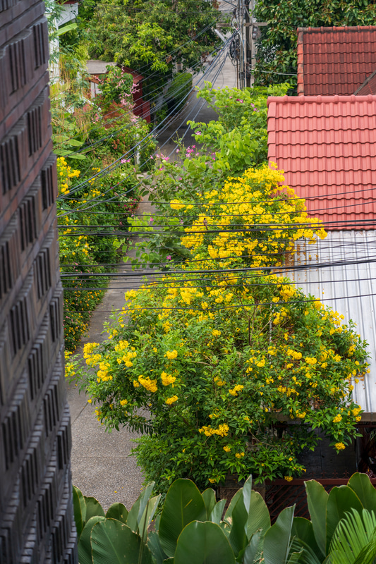 イエローベルでしょうか、黄色い花が咲く路地裏の風景が旧市街らしくていい感じ