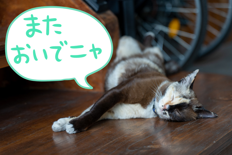 入り口でお昼寝していたネコ