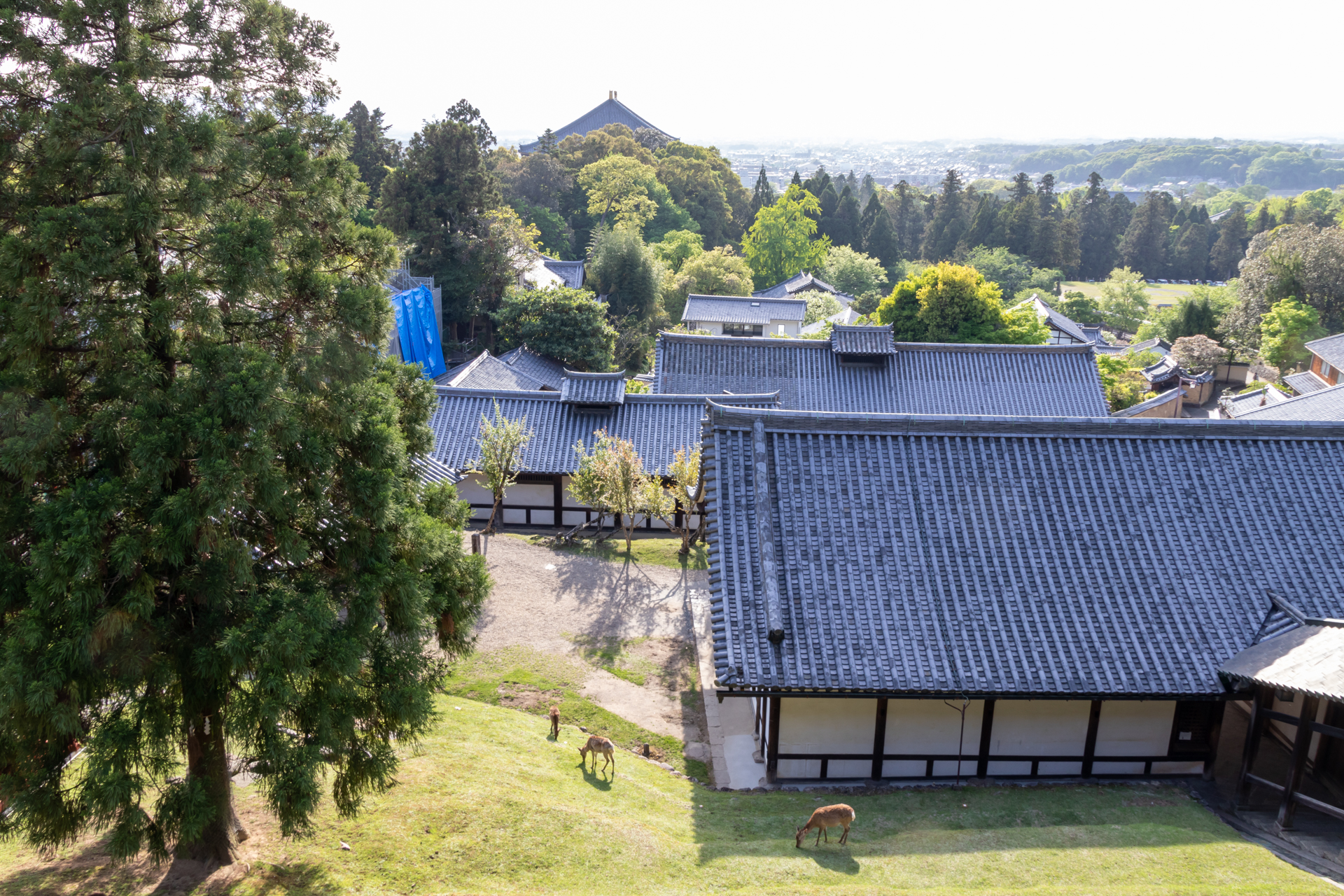 高台から眺める景色は格別