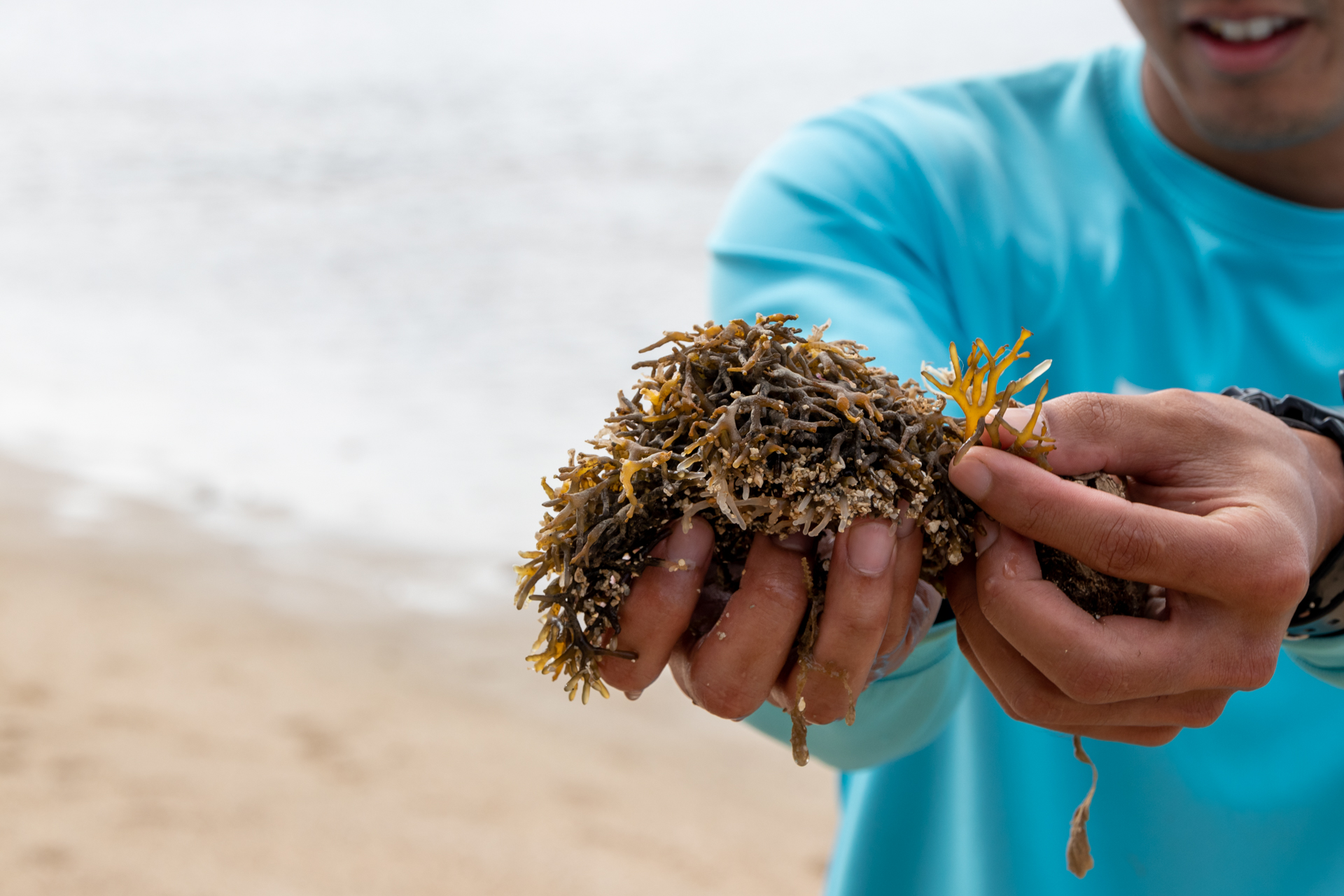 ハワイのビーチで大繁殖している「ゴリラオゴ」と呼ばれているGracilaria salicornia。和名はフシクレノリ。硬いが食べることもできるそうだ