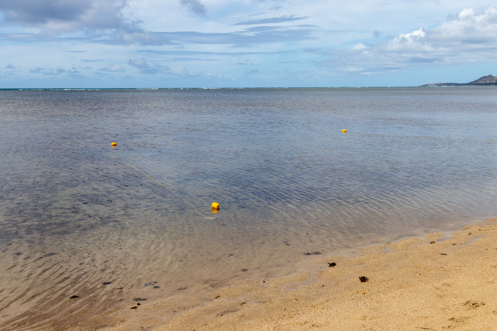 よく見ると、海中にゴリラオゴが群生している