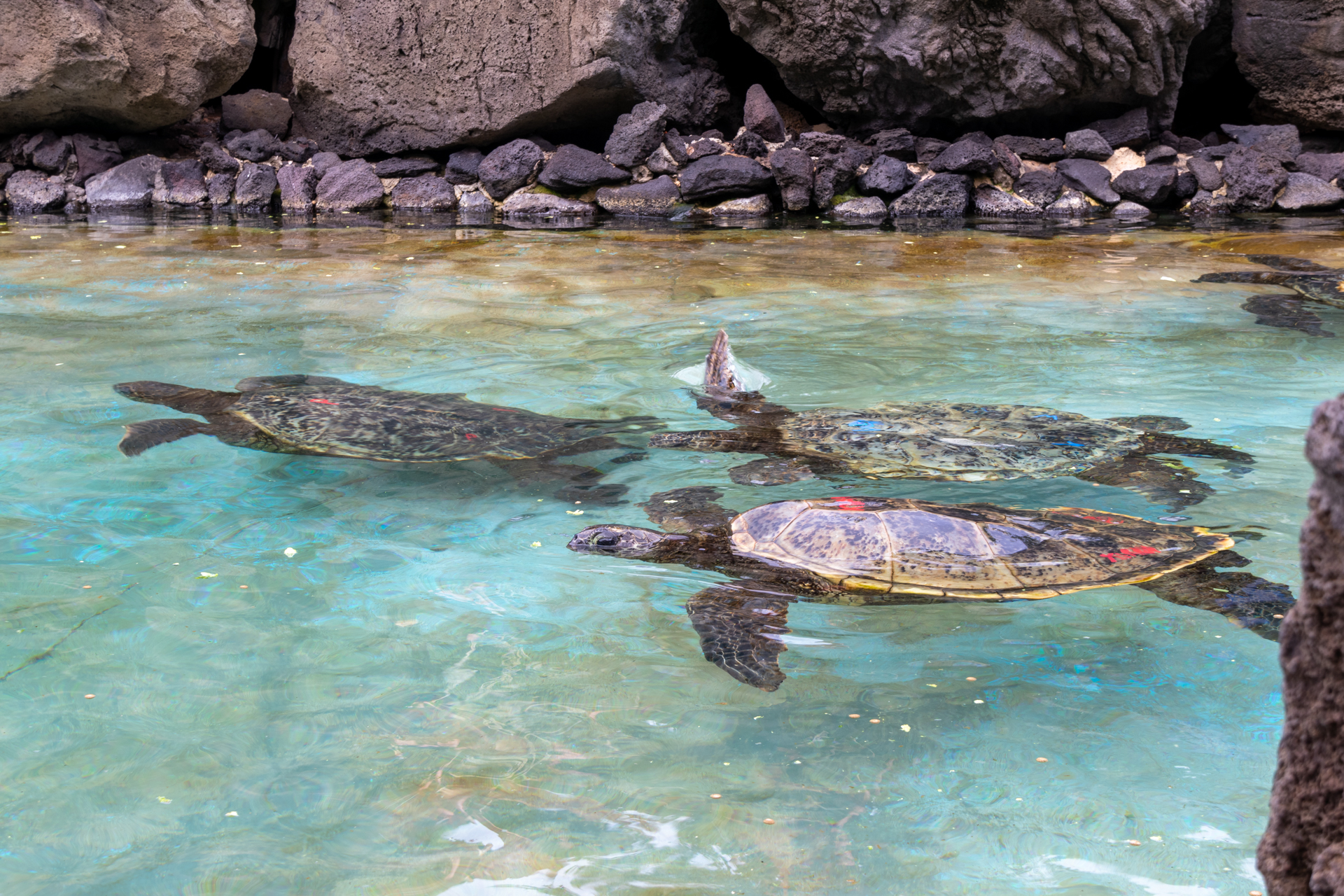 乱獲や環境の変化で減少したアオウミガメの繁殖にも力を入れており、現在までに1万7000匹の子亀が海に放たれた。プロジェクトが奏功し、ハワイのアオウミガメの頭数は増加している