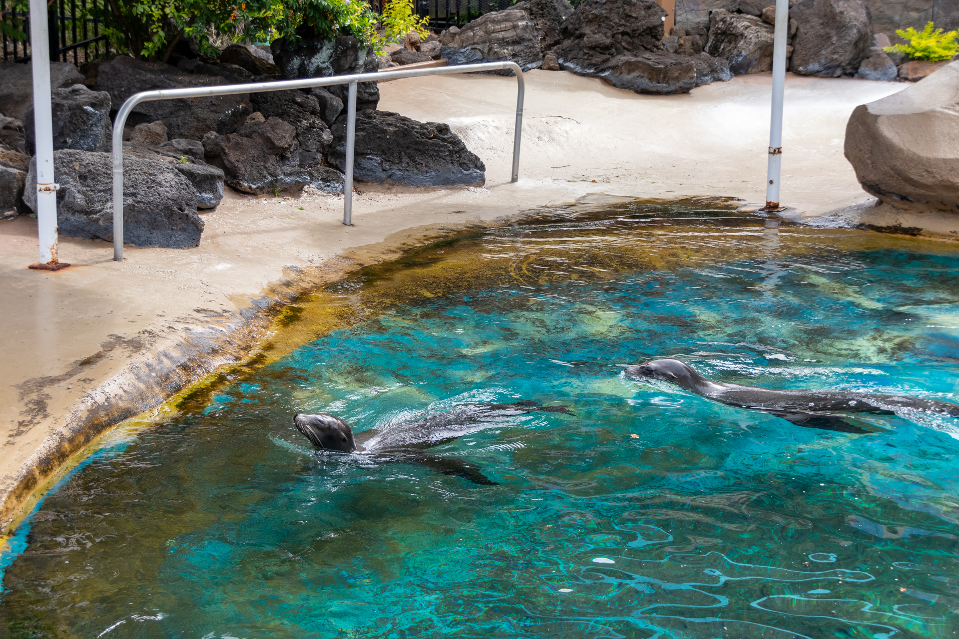 保護したあと、海に放しても帰ってきてしまうカリフォルニアアシカの2頭は同園で飼育することに。学習能力が高く、人間に慣れすぎてしまったがゆえの弊害だが、今では研究用データの取得を手助け