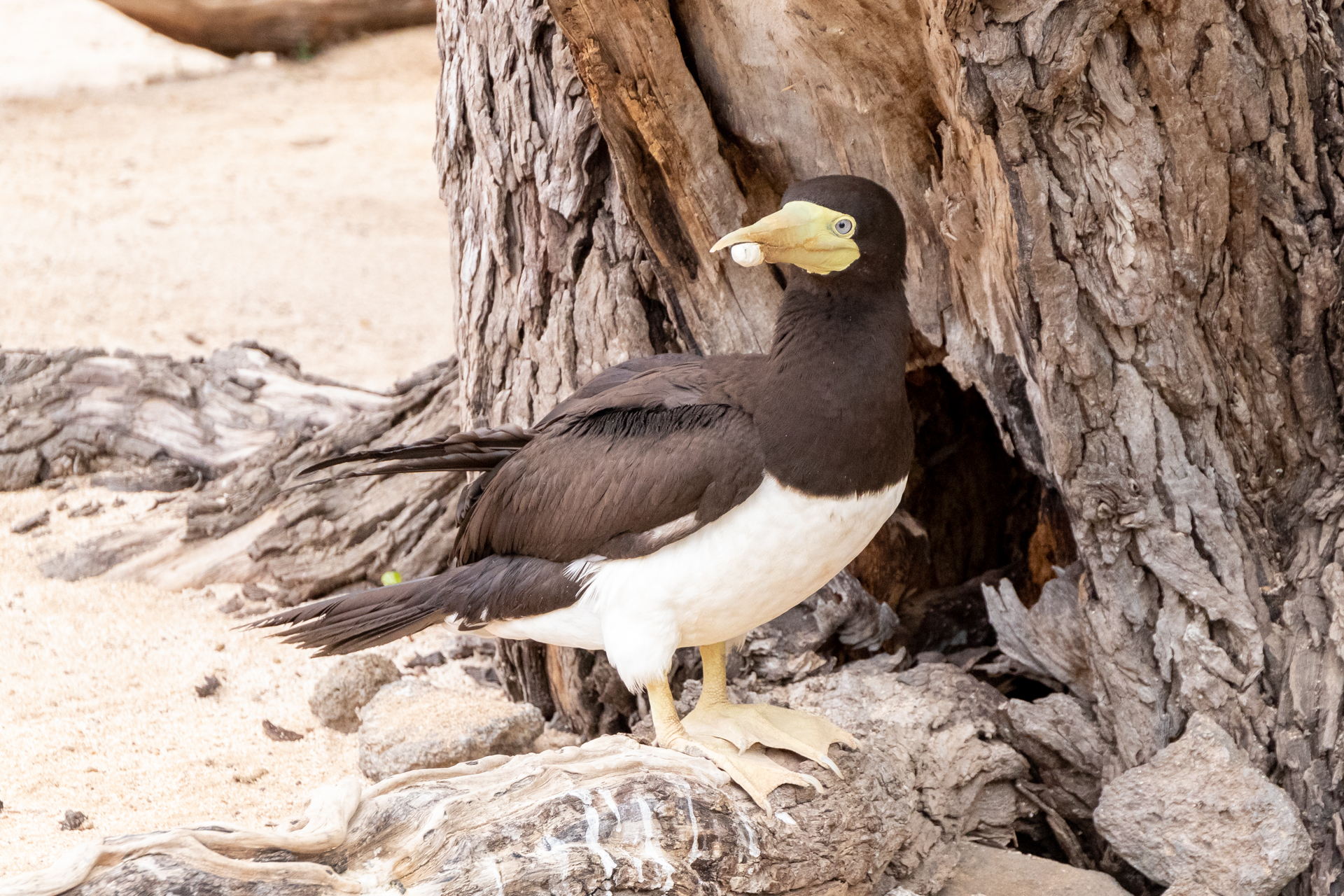 くちばしの下が折れてしまったため成形手術を施されたカツオドリ。ハワイでは「アー」と呼ばれる