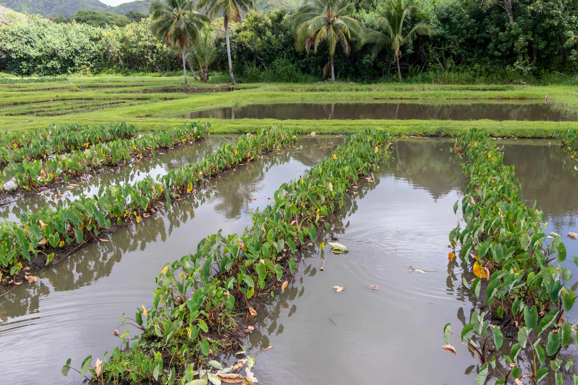 ハワイで「カロ」と呼ばれているタロイモは伝統的な主食