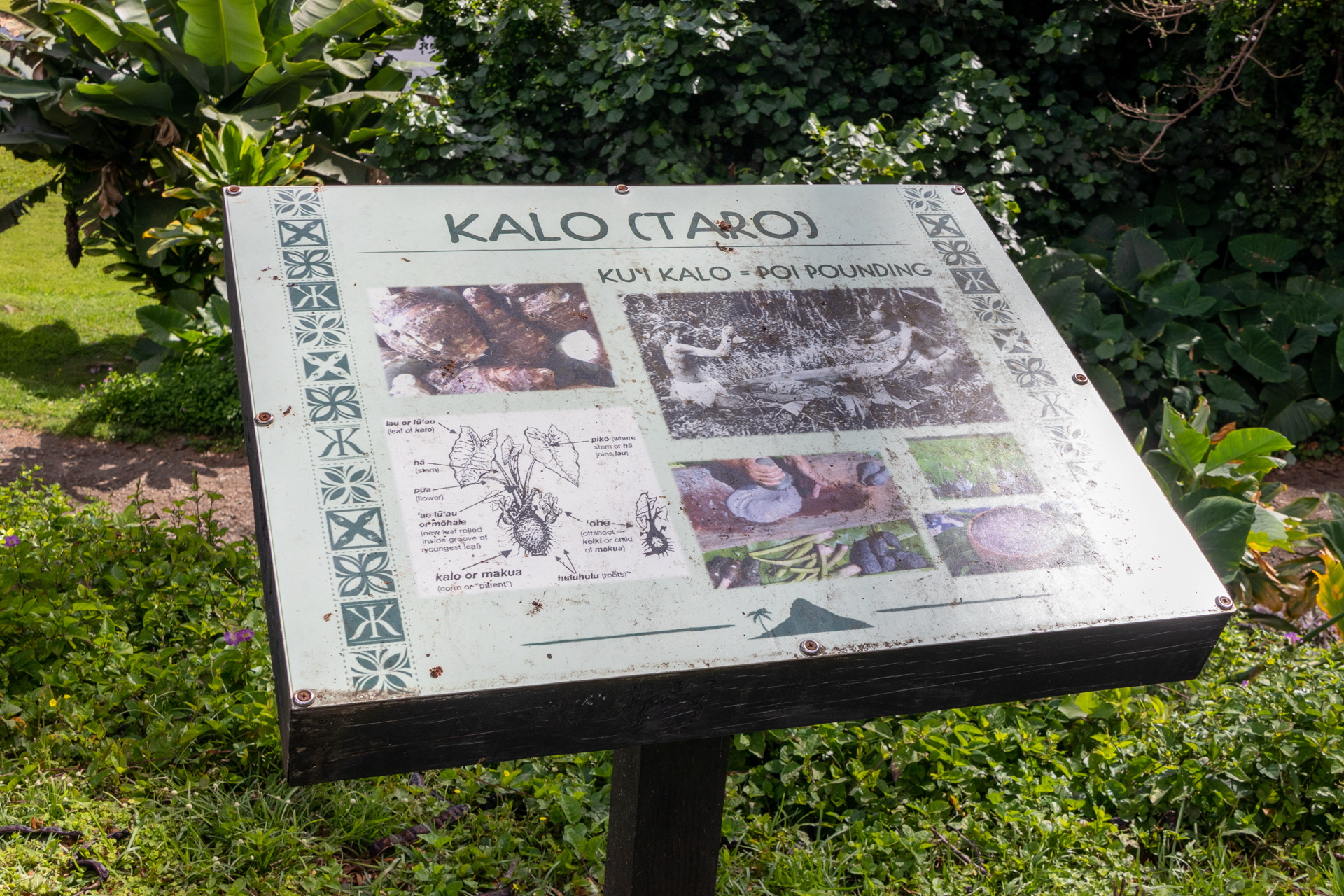 サトイモ科なので日本でも見慣れた葉の形だが、根茎は日本のサトイモとは異なる