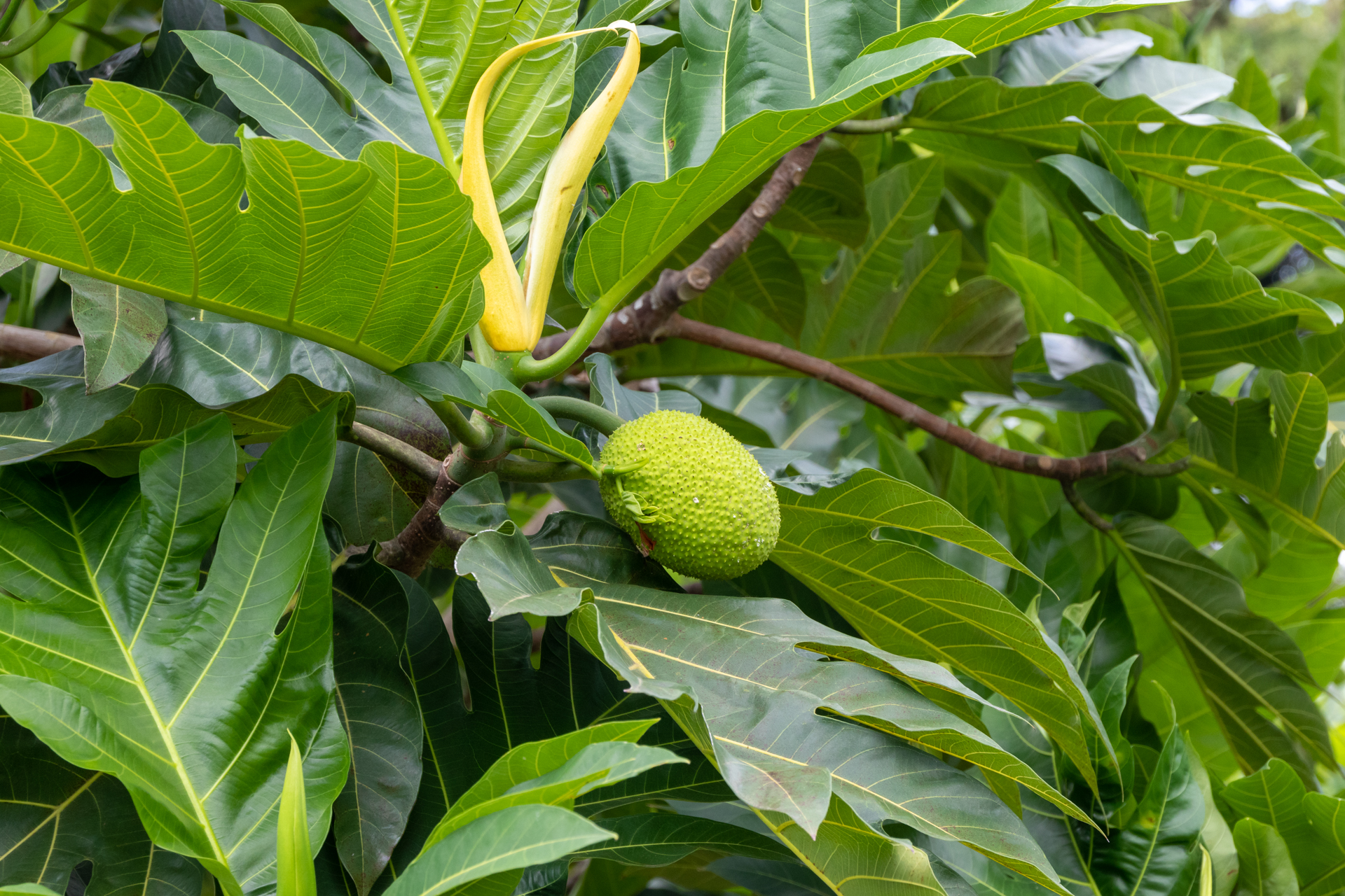 ブレッドフルーツ（パンの実）