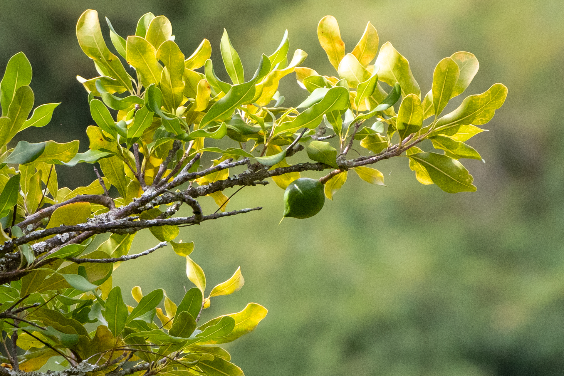 マカデミアナッツ。ハワイのお土産として有名だが原産はオーストラリア