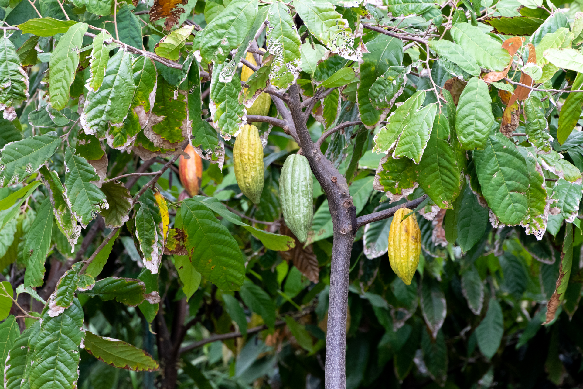 近年になってハワイでも栽培されるようになったカカオ