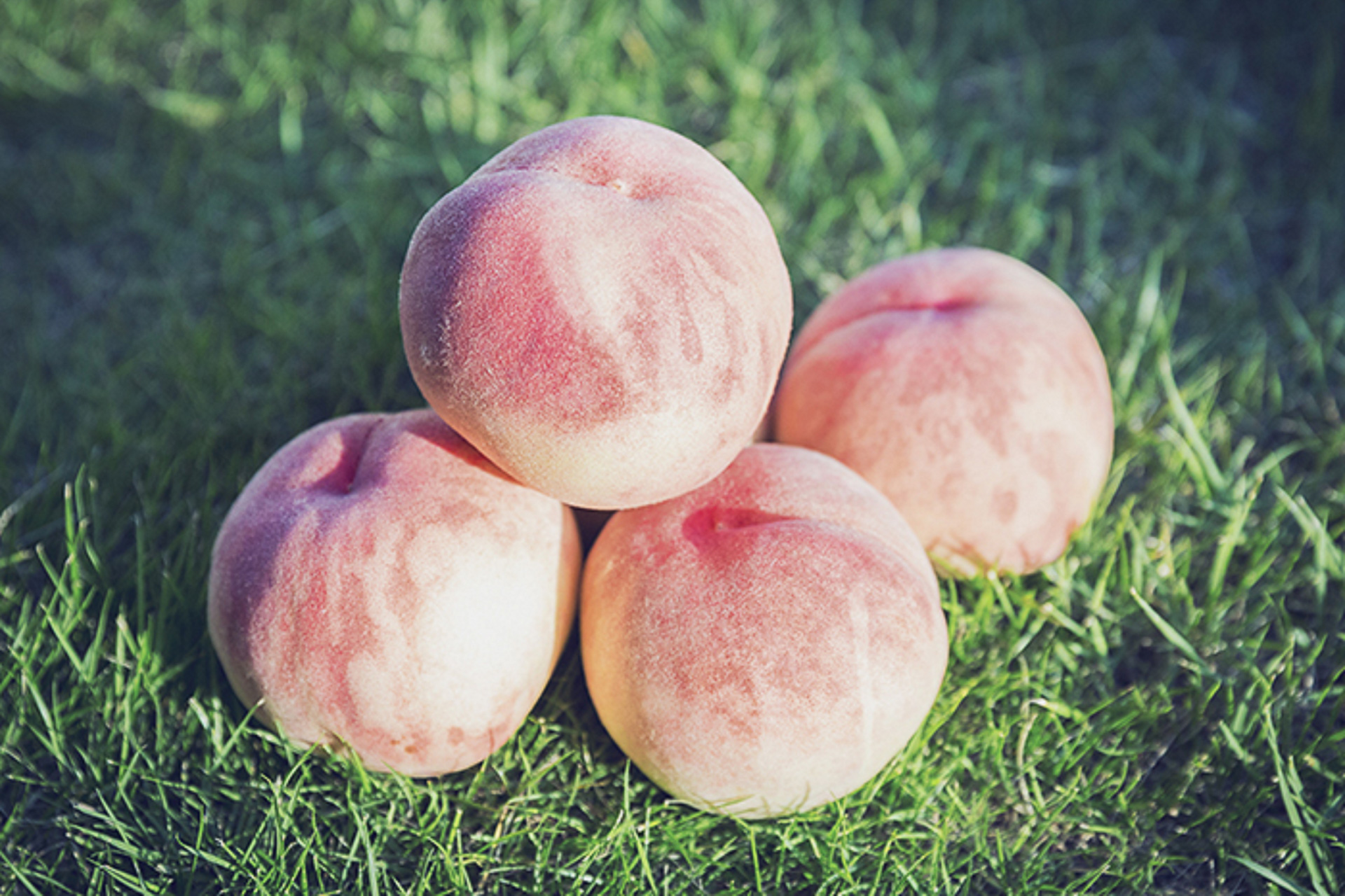 「渡辺果樹園」の桃を入荷時に提供