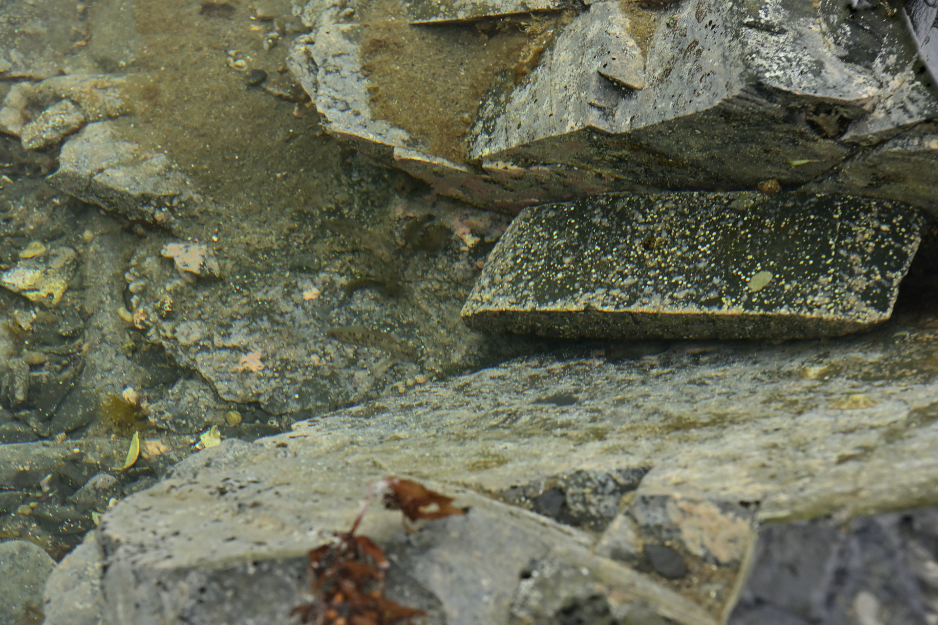 引き潮の際、窪地に溜まった海水には磯の小魚がたくさん。網で魚をすくう子供たちの姿もあった