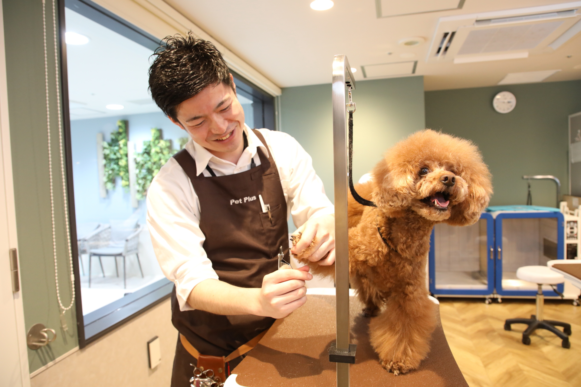 愛犬のグルーミング（シャンプー含む）もプラン込み