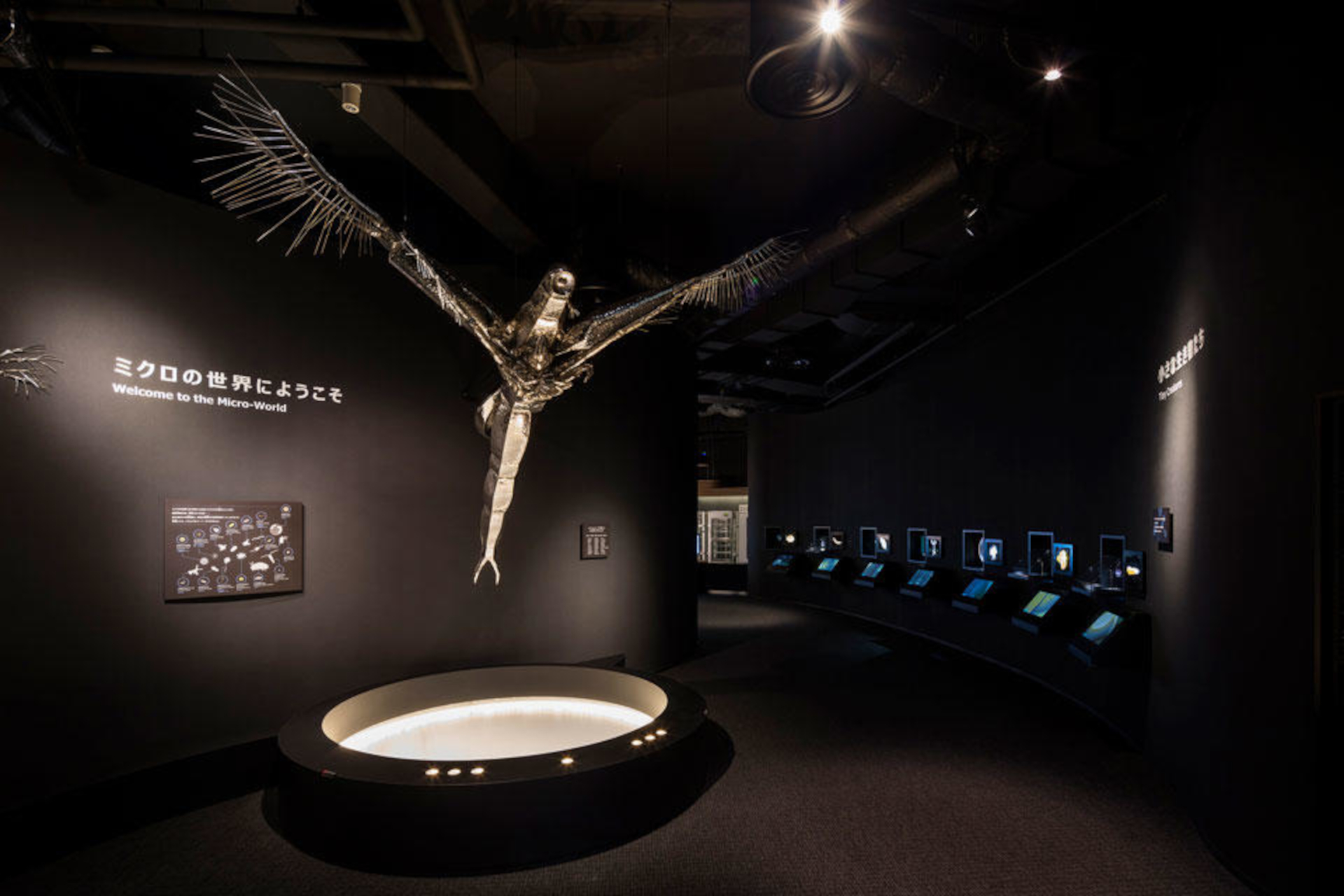 琵琶湖博物館が日本最大のミジンコ「ノロ」の生体展示を開始した（公式Webサイトより）