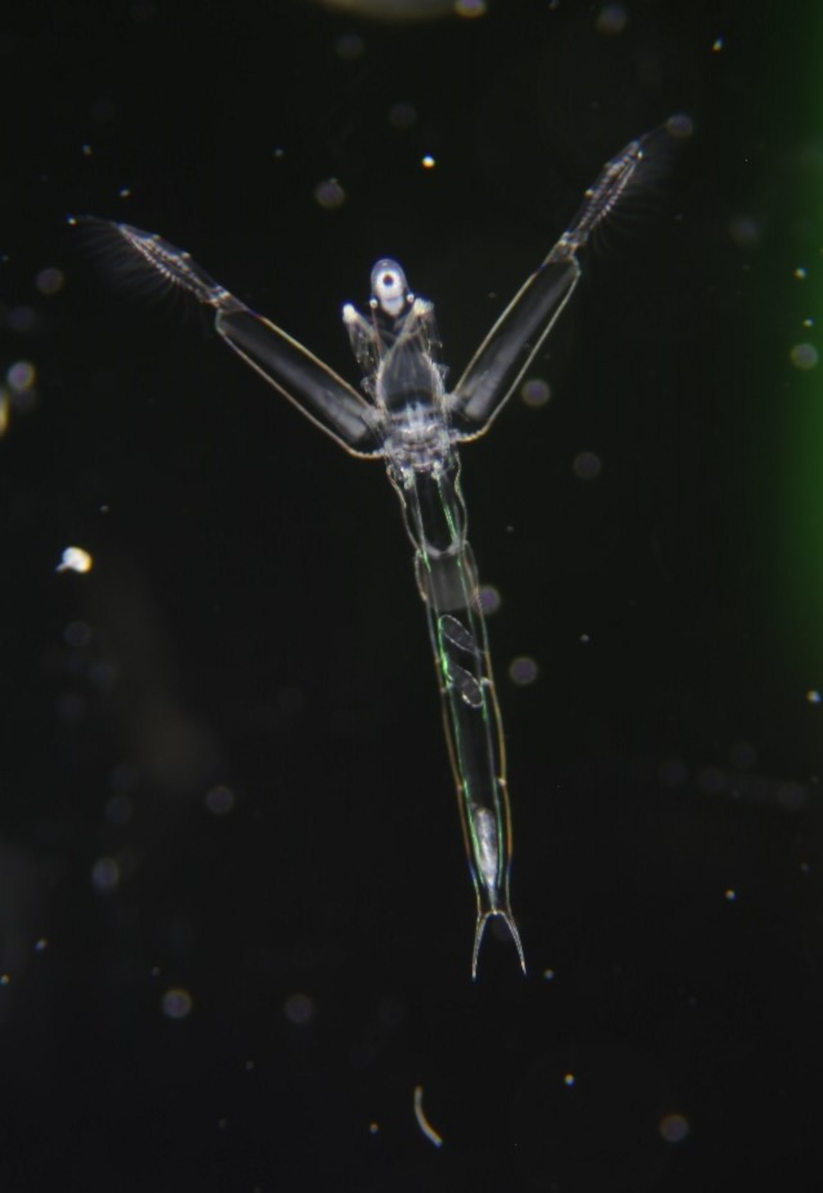 斜めから当てられたライトを駆使して泳ぎ回るノロが見られる