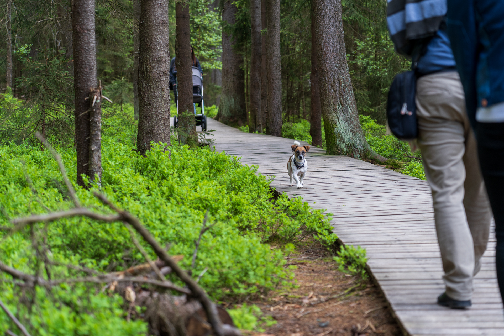マリアーンスケー・ラーズニェの温泉水（鉱泉）は、このクラドスカー自然保護地区から来ています