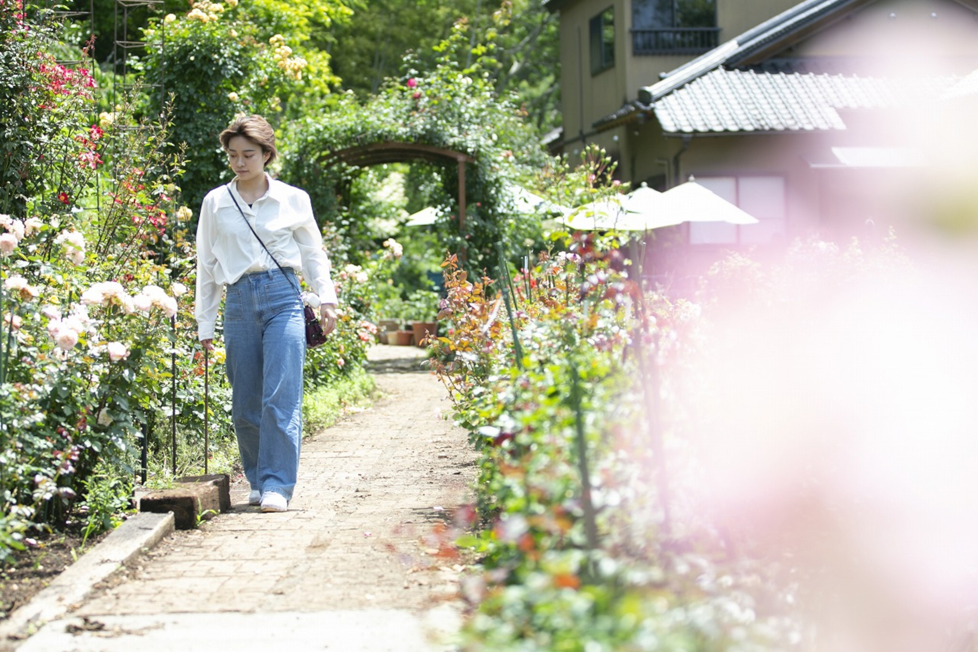 開花時期には約1000本が咲き誇るバラ園を散策できる