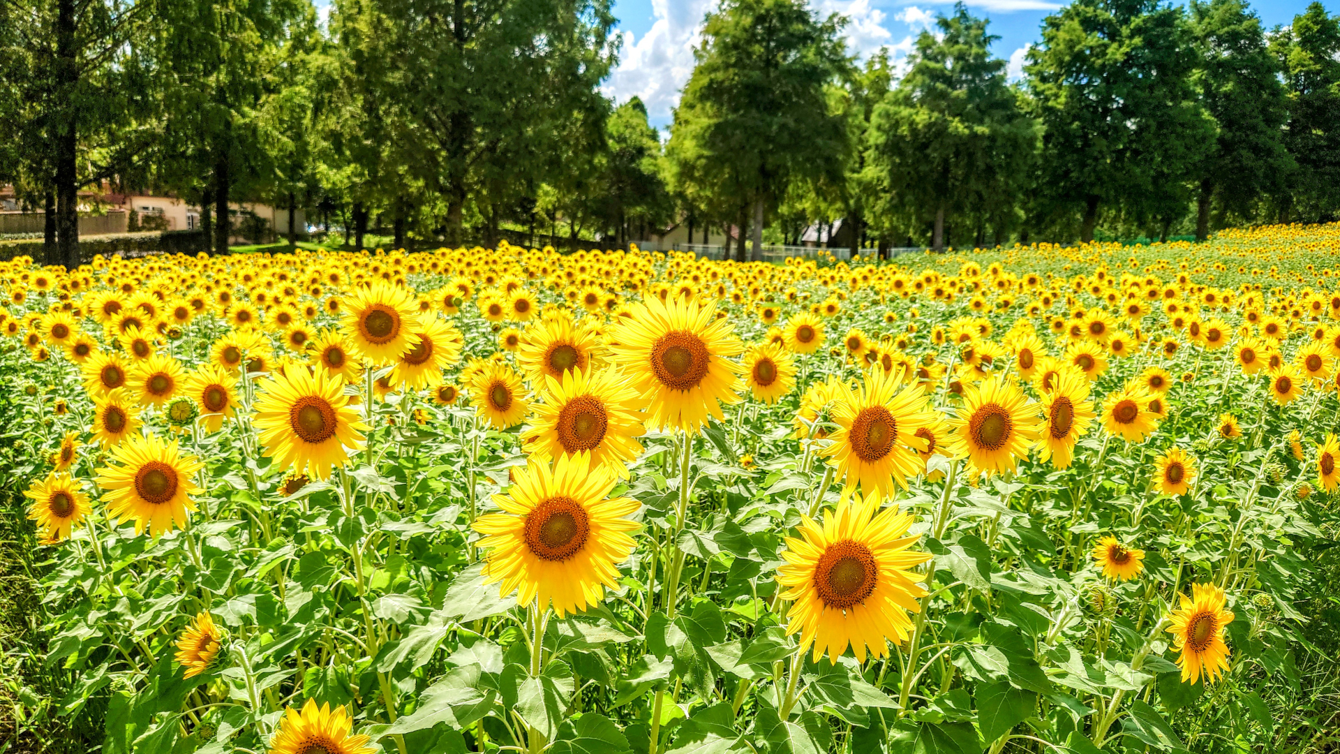 滋賀農業公園ブルーメの丘でひまわりが見頃を迎えた